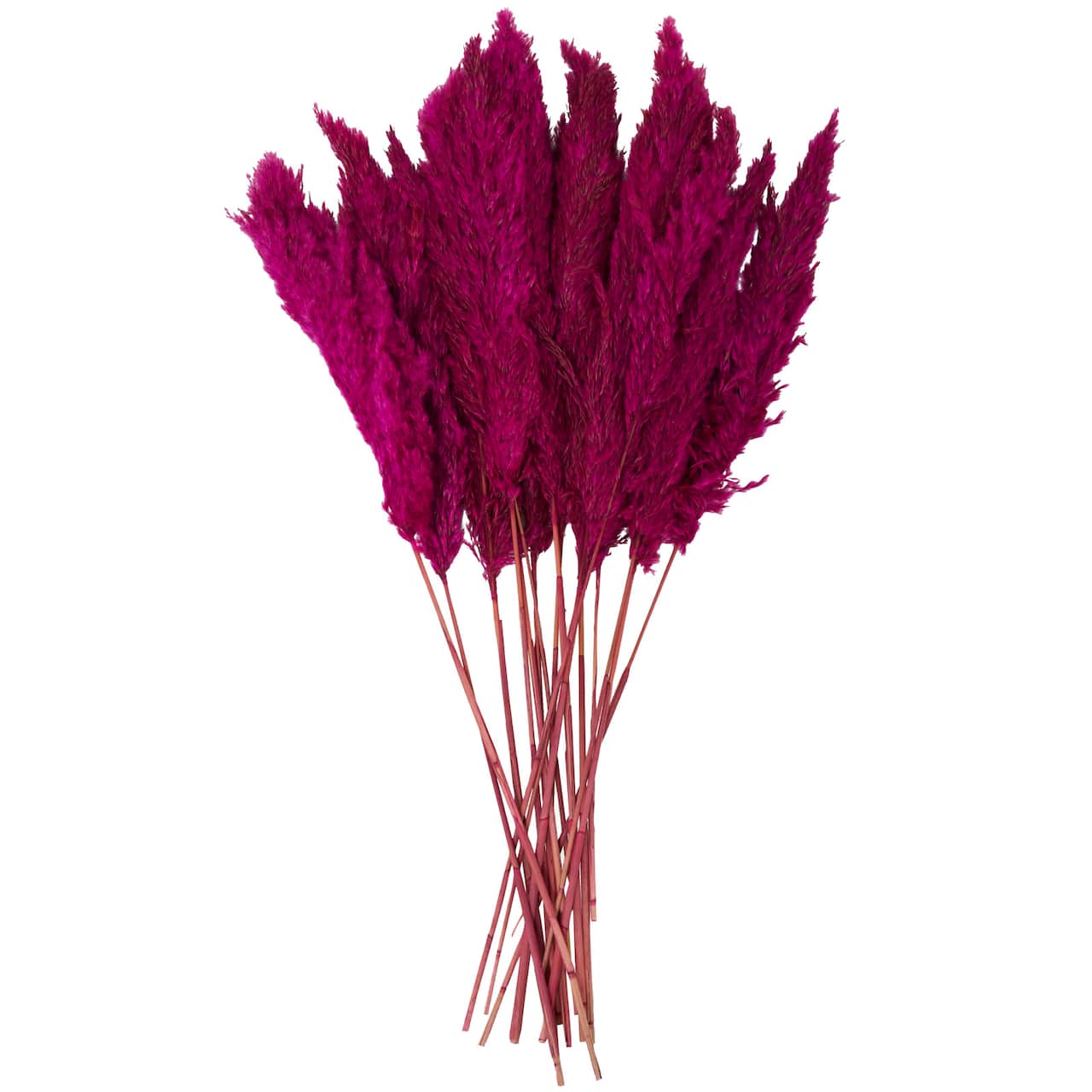 Dried Plant Pampas Natural Foliage with Long Stems